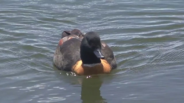 Australian Shelduck - ML347934341