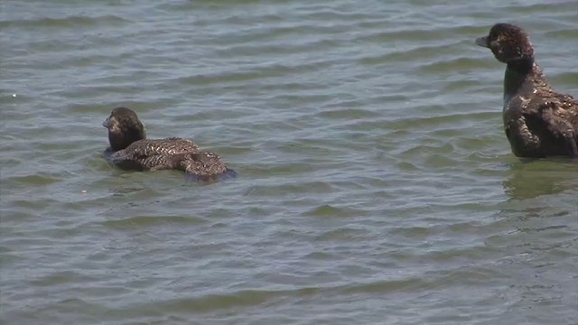 Musk Duck - ML347935371