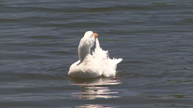 Mallard (Domestic type) - ML347936081