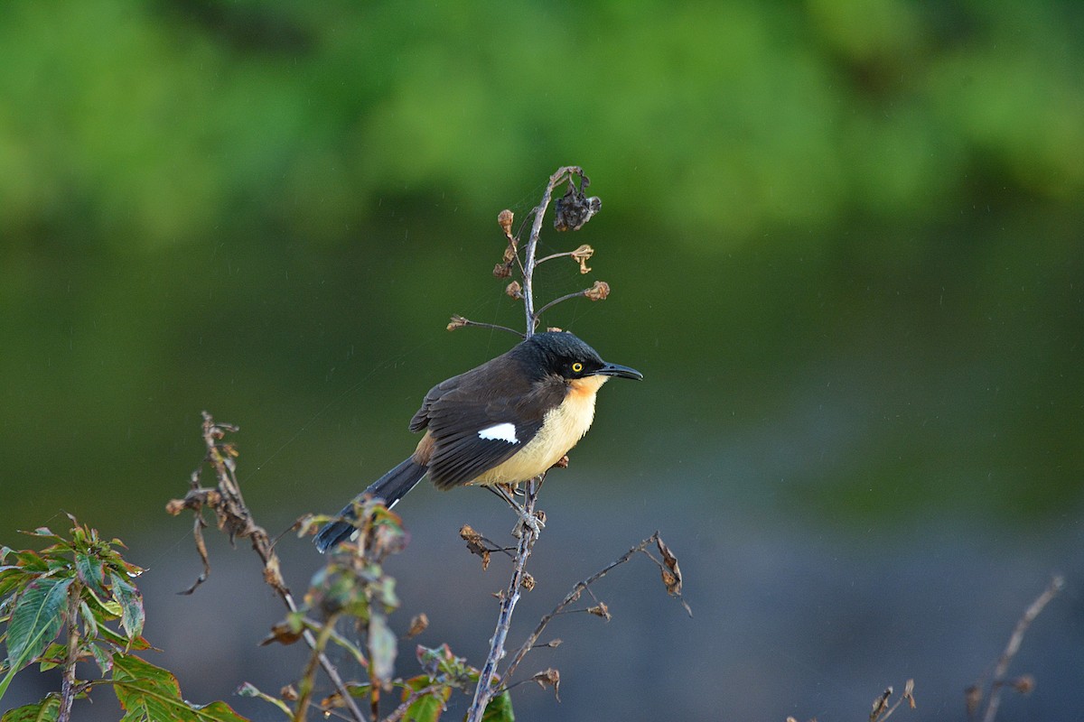 Black-capped Donacobius - Dante Gabriel Moresco