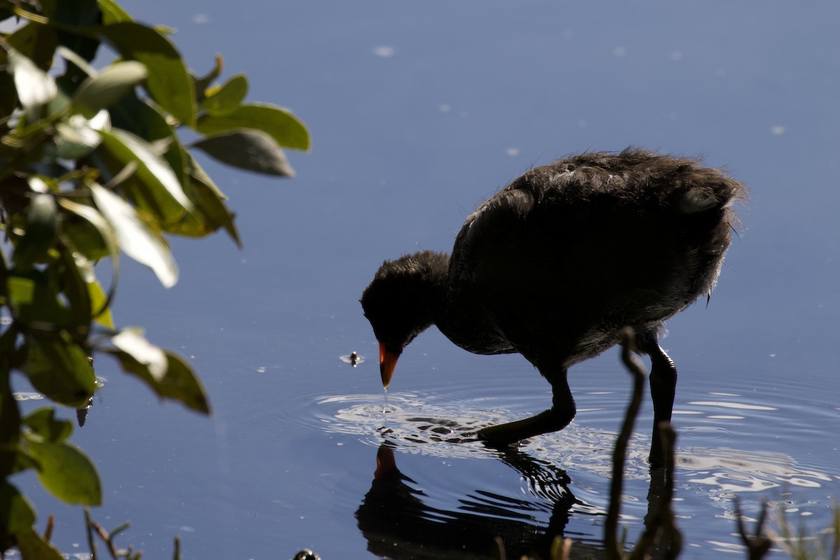 Dusky Moorhen - ML347939541