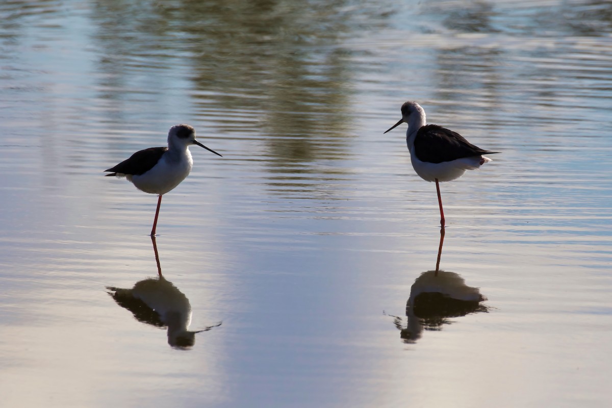 Pied Stilt - ML347939581