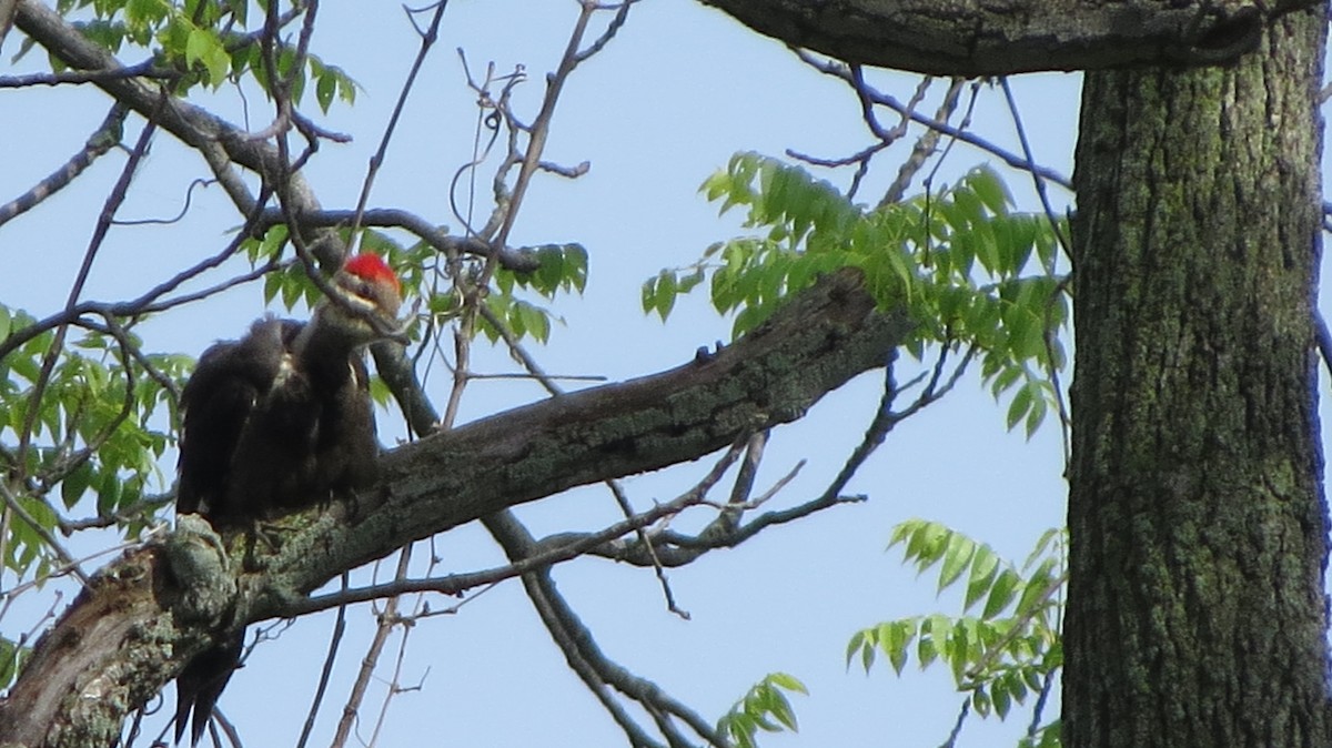 Pileated Woodpecker - ML347942801