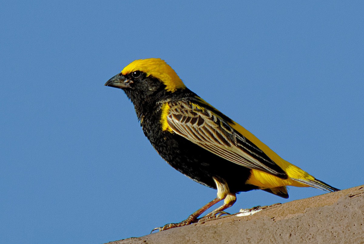 Yellow-crowned Bishop - John Watson