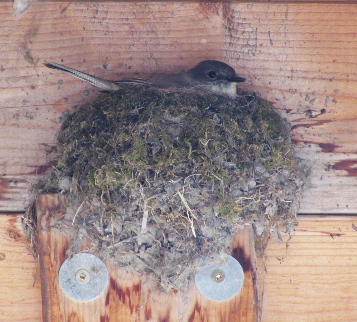 Eastern Phoebe - ML347944131