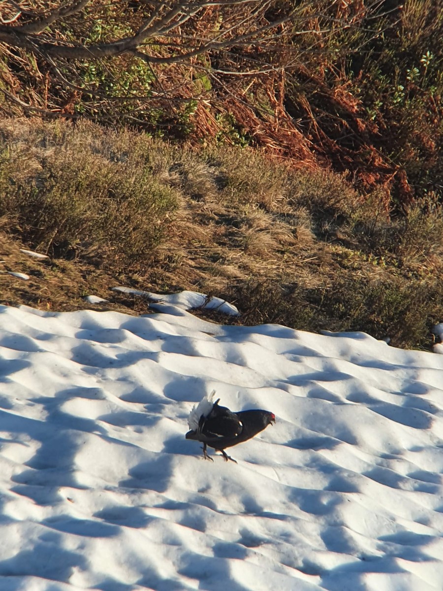 Black Grouse - ML347944621