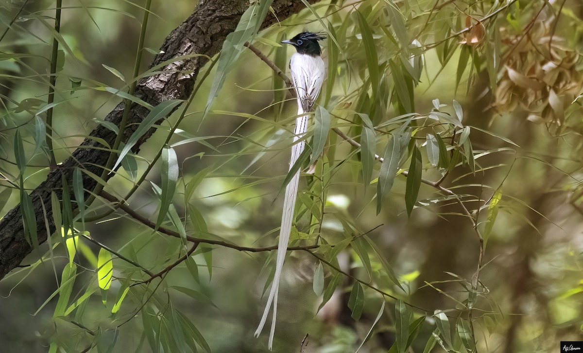 Indian Paradise-Flycatcher - ML347944641