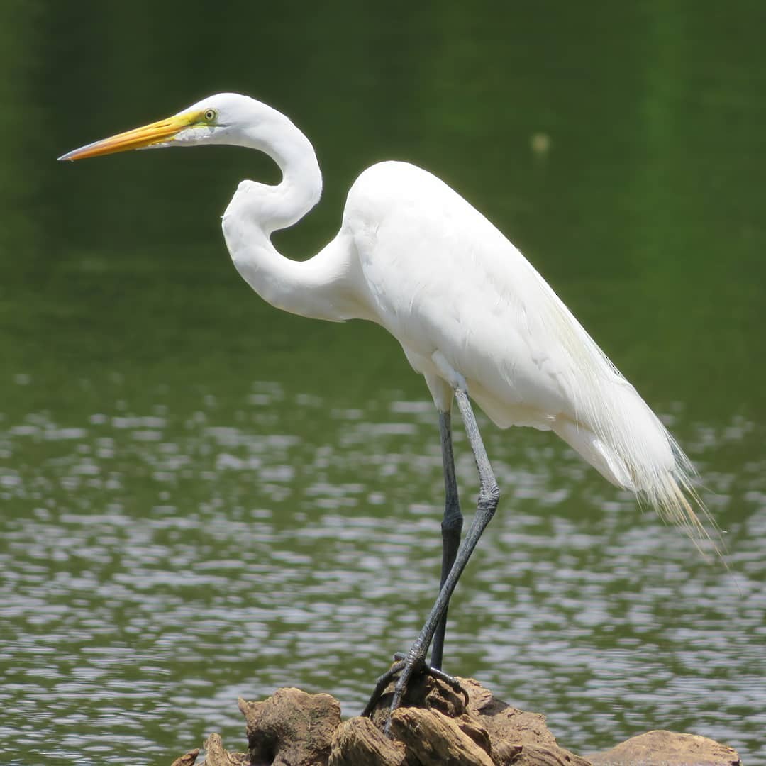 Great Egret - ML347944901