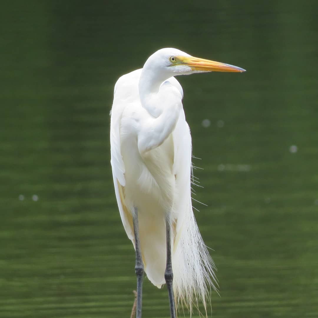 Great Egret - ML347944911