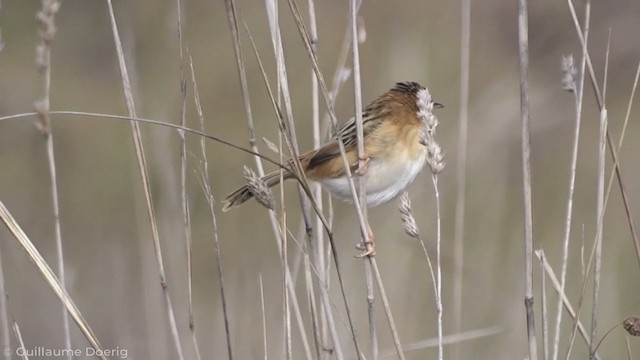 Golden-headed Cisticola - ML347944921