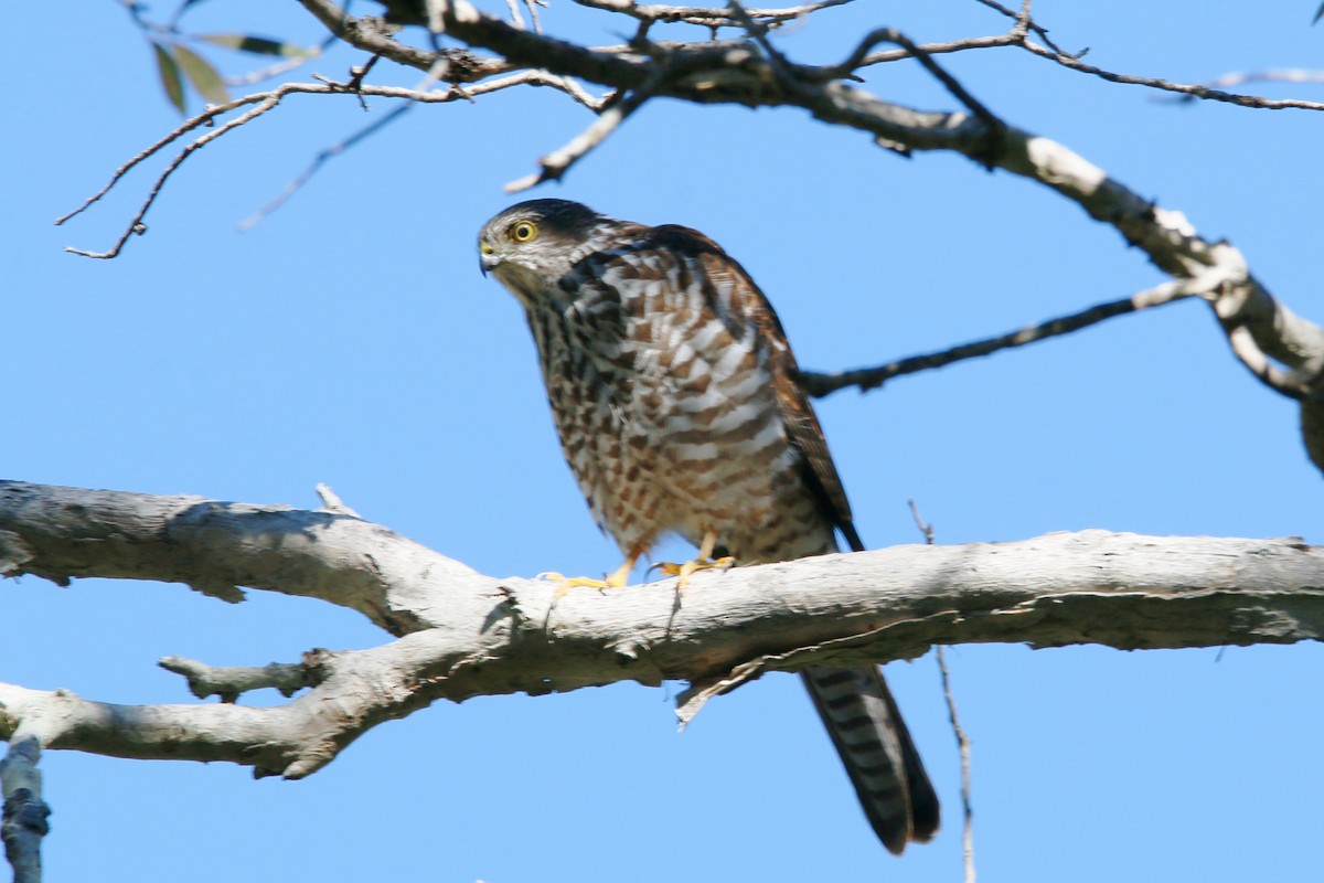 Collared Sparrowhawk - ML347945351