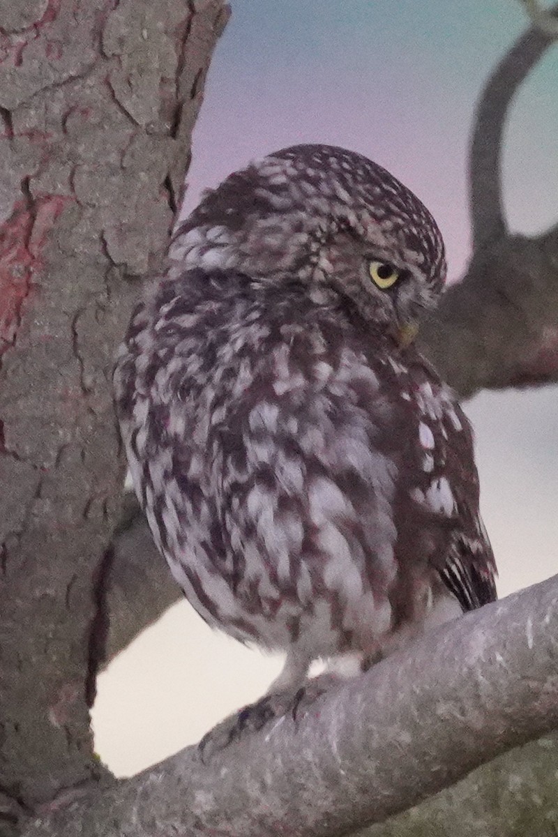 Little Owl - ML347945601