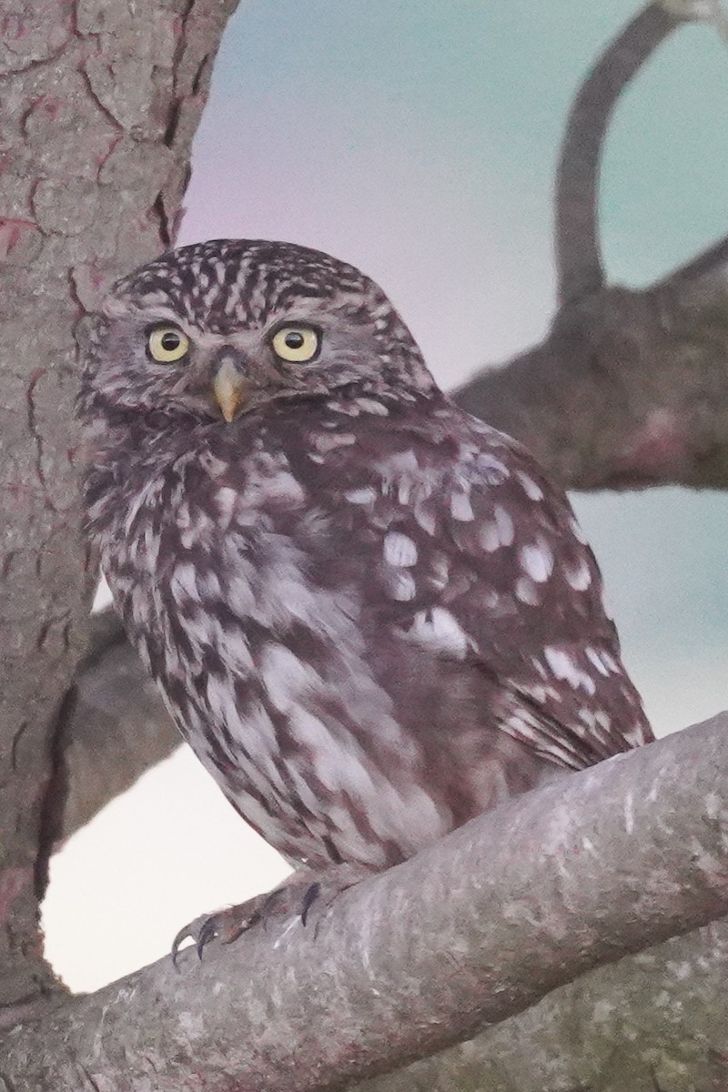 Little Owl - ML347945621