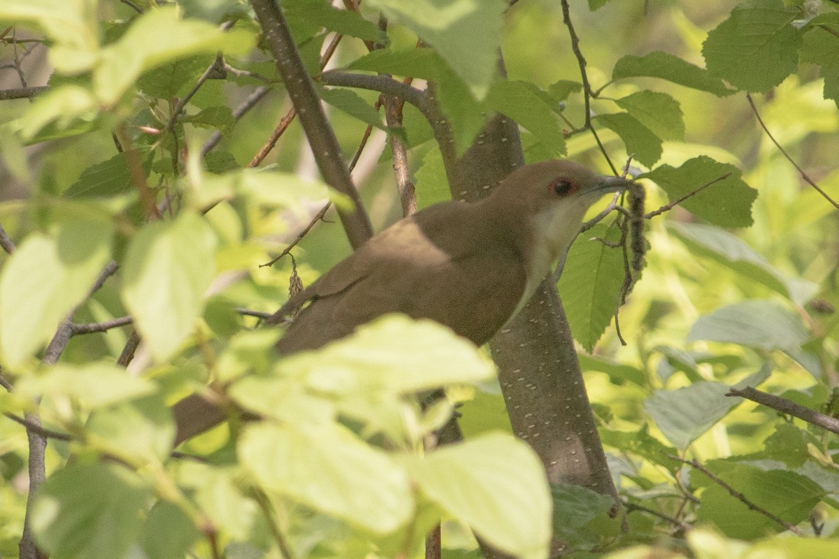 Black-billed Cuckoo - ML347946071