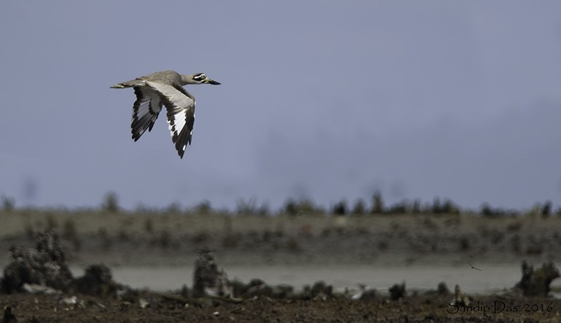 Great Thick-knee - Sandip Das