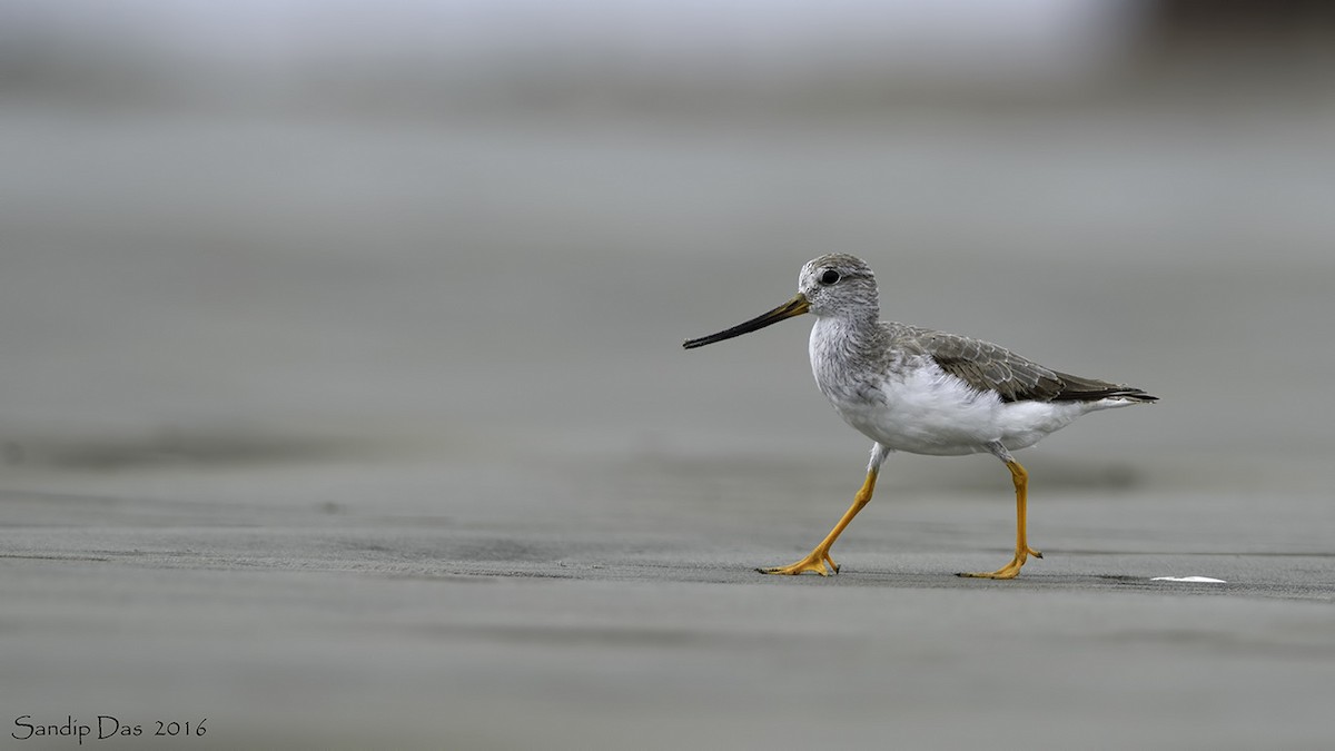 Terek Sandpiper - ML347946221