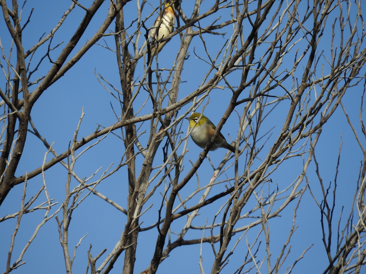 Graumantel-Brillenvogel - ML347946451