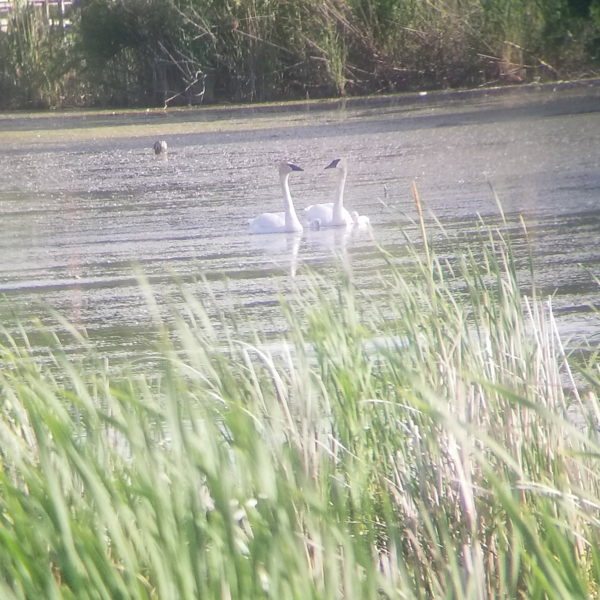 Trumpeter Swan - ML347949261