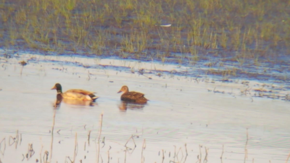 Mottled Duck - ML347950541