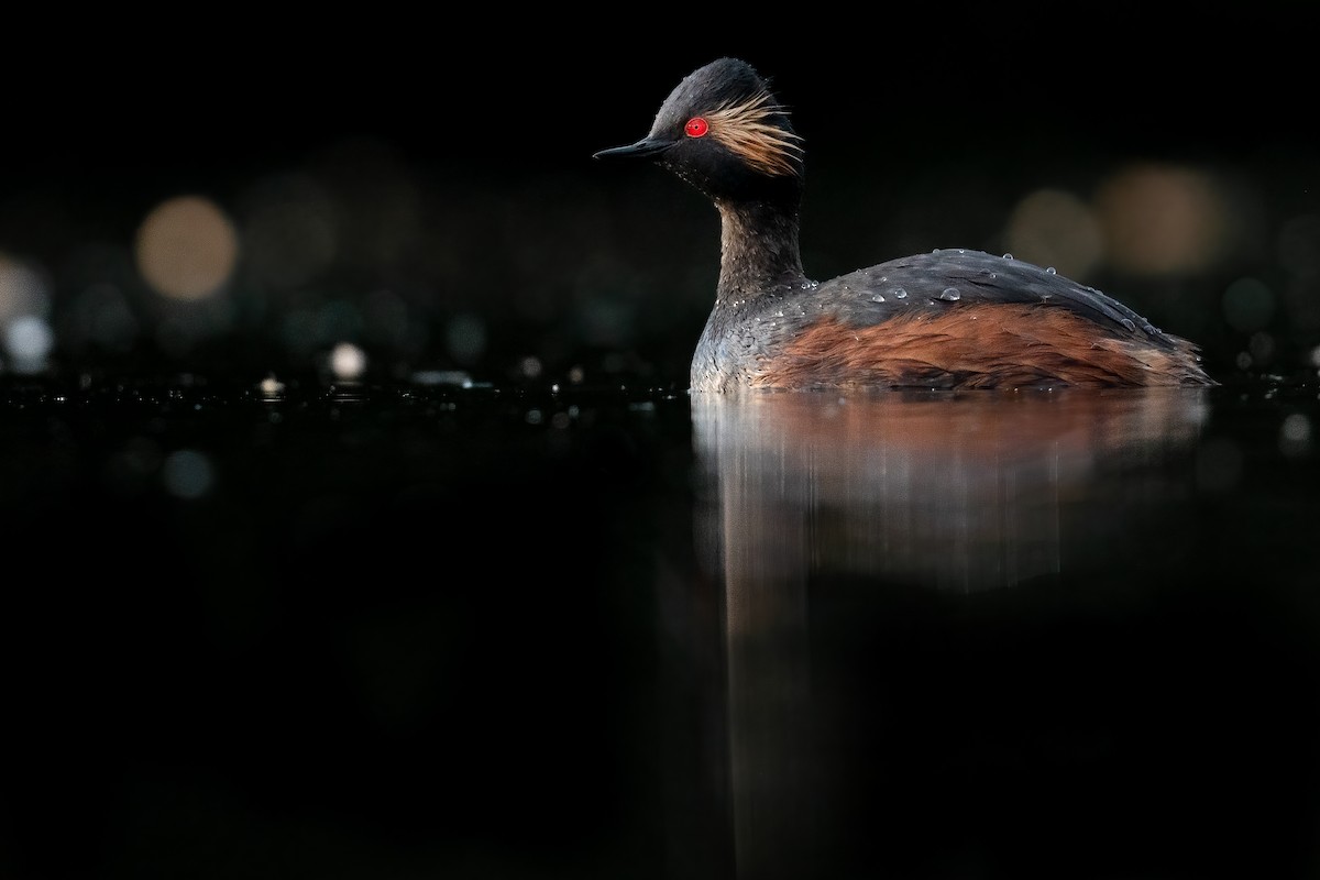 Eared Grebe - Ben  Lucking