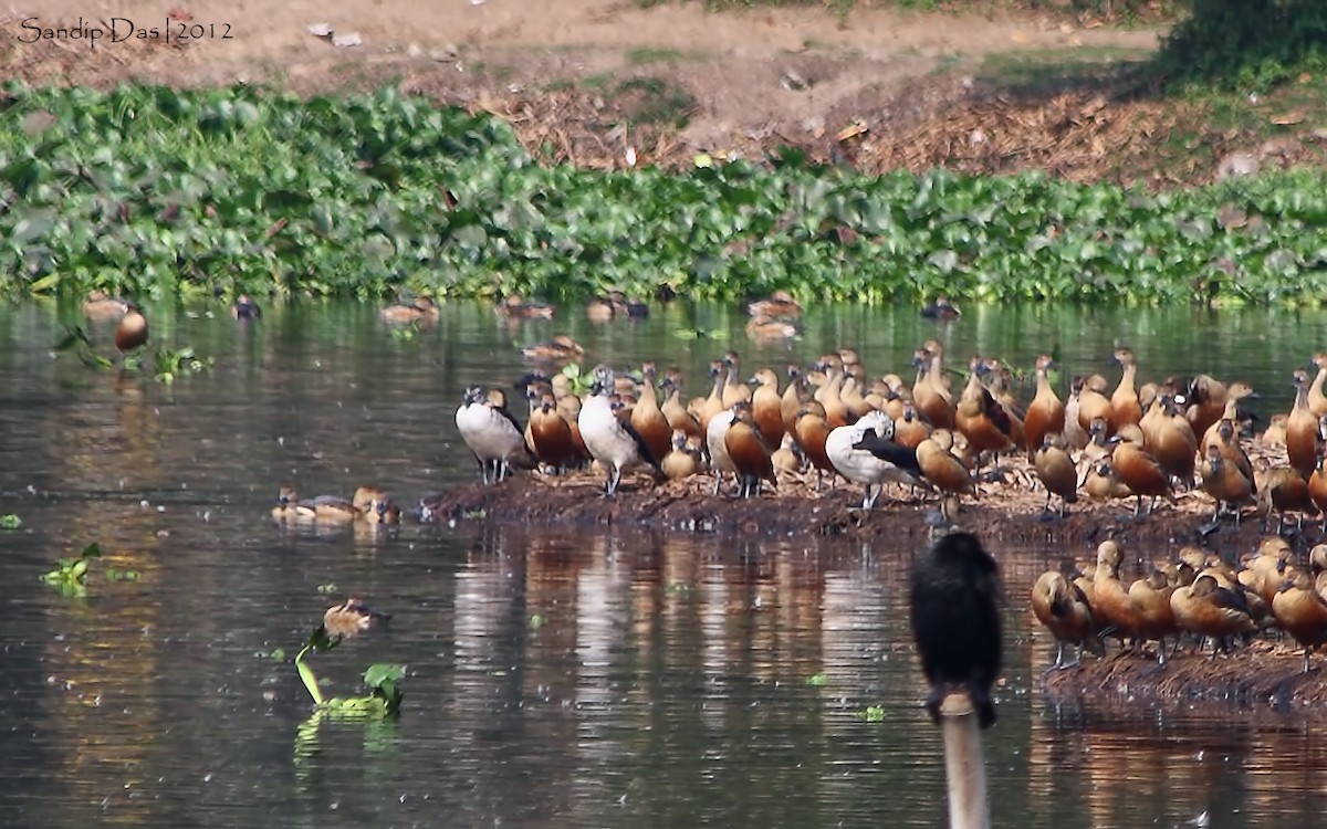 Canard à bosse - ML347952741