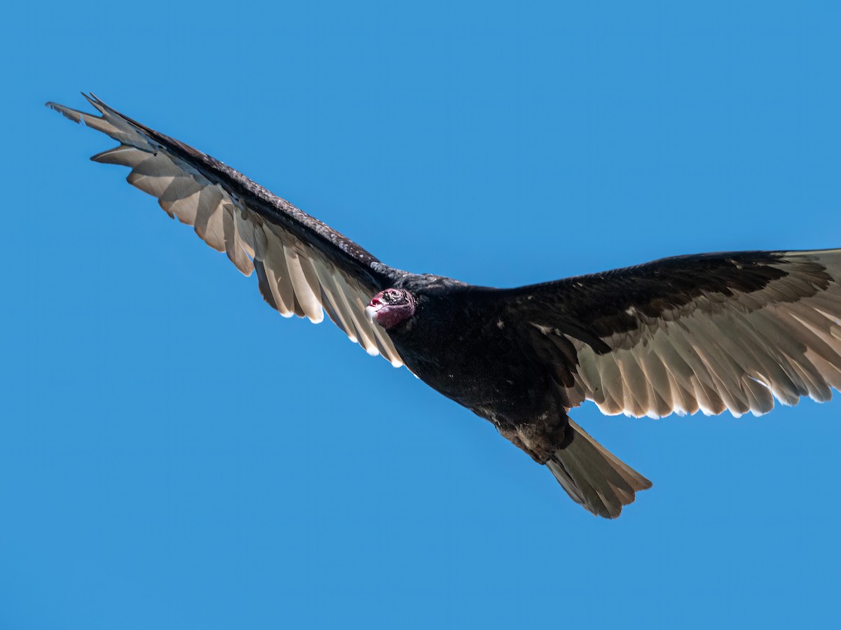 Turkey Vulture - ML347952971