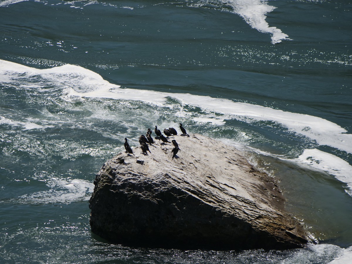 Double-crested Cormorant - ML347953141