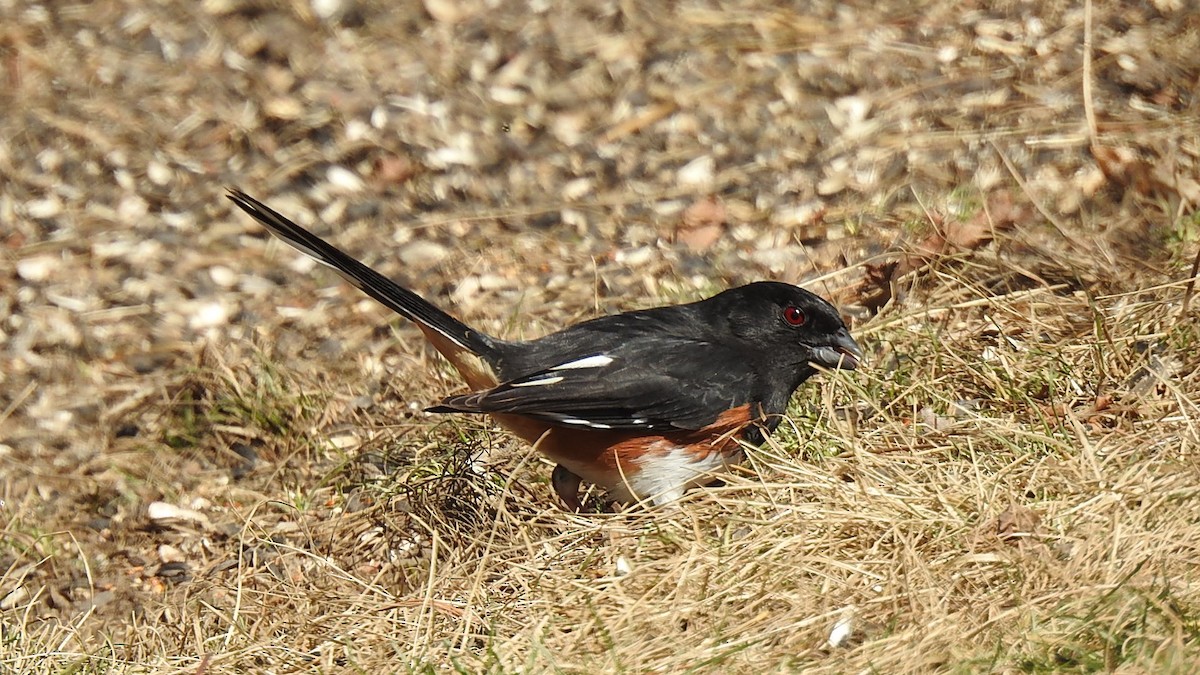 Eastern Towhee - ML347953661