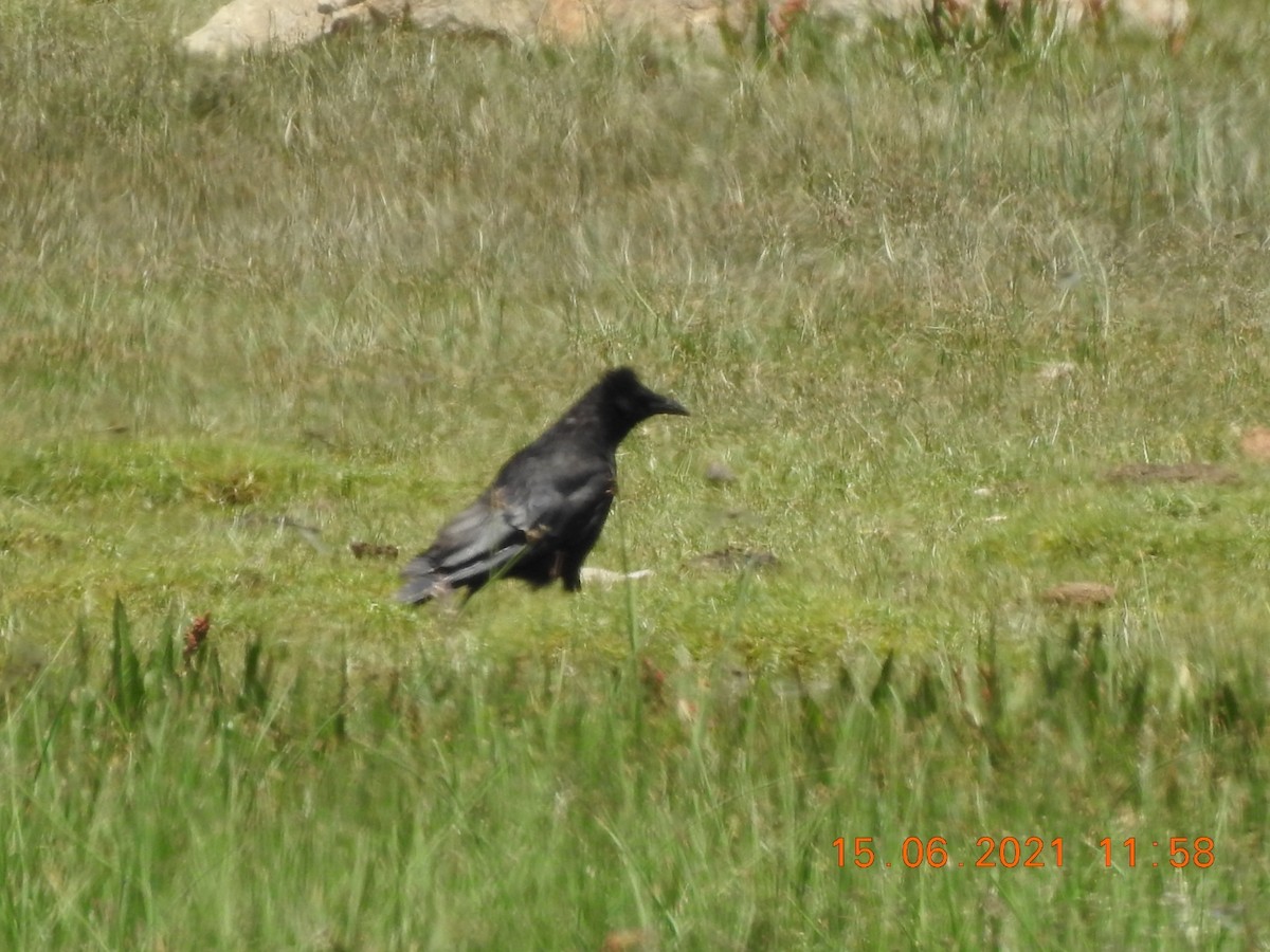Хар хэрээ - ML347955681