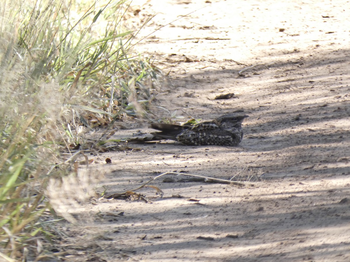 Scissor-tailed Nightjar - ML347956201