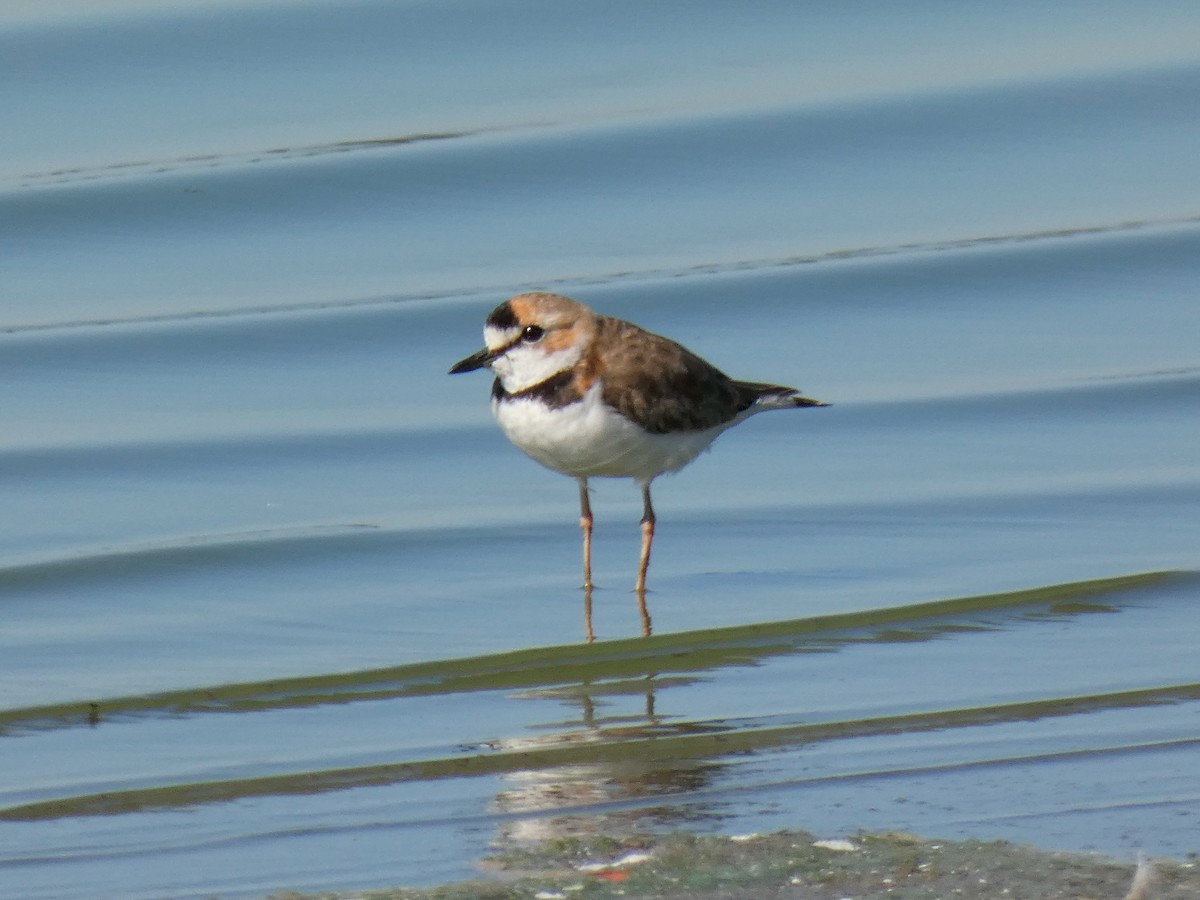 Collared Plover - ML347956241