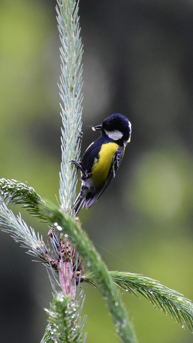 Green-backed Tit - Pushkar Bali