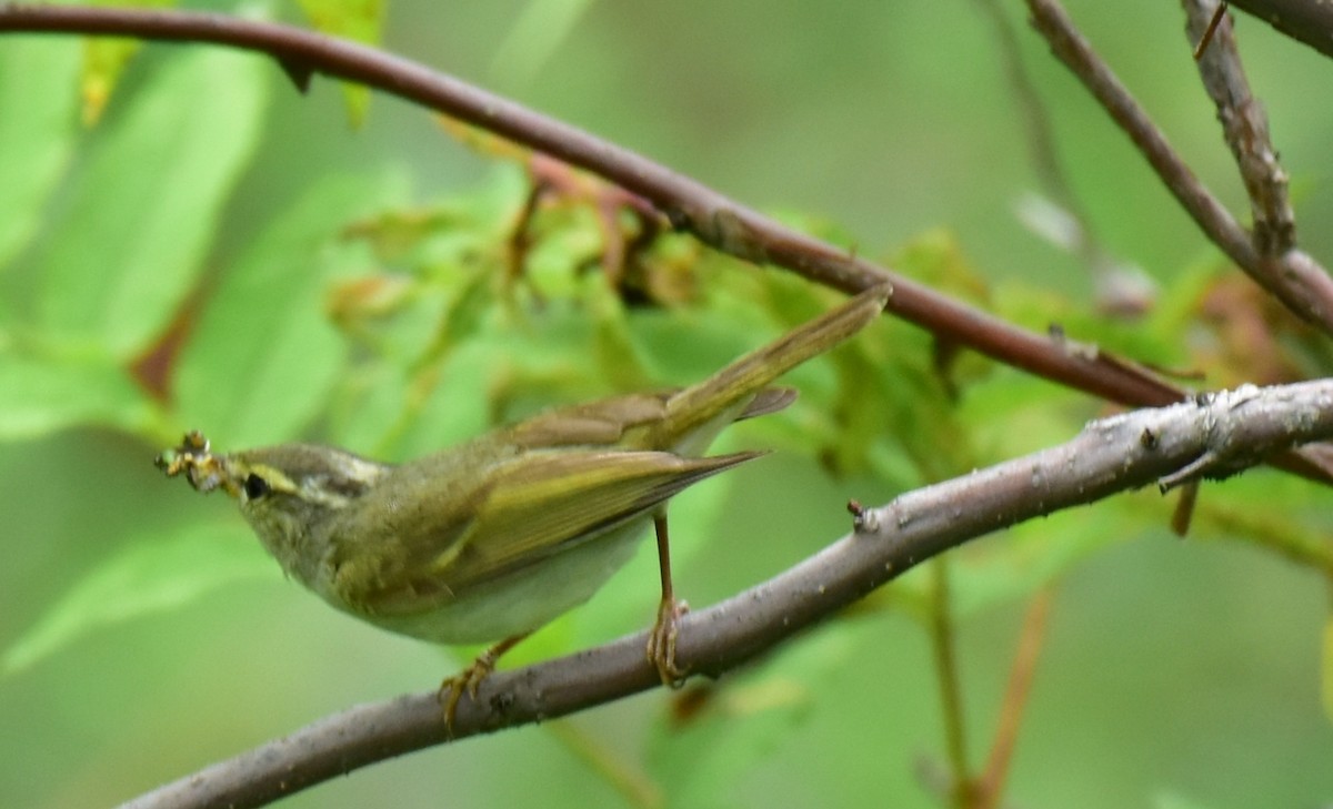 Western Crowned Warbler - Pushkar Bali