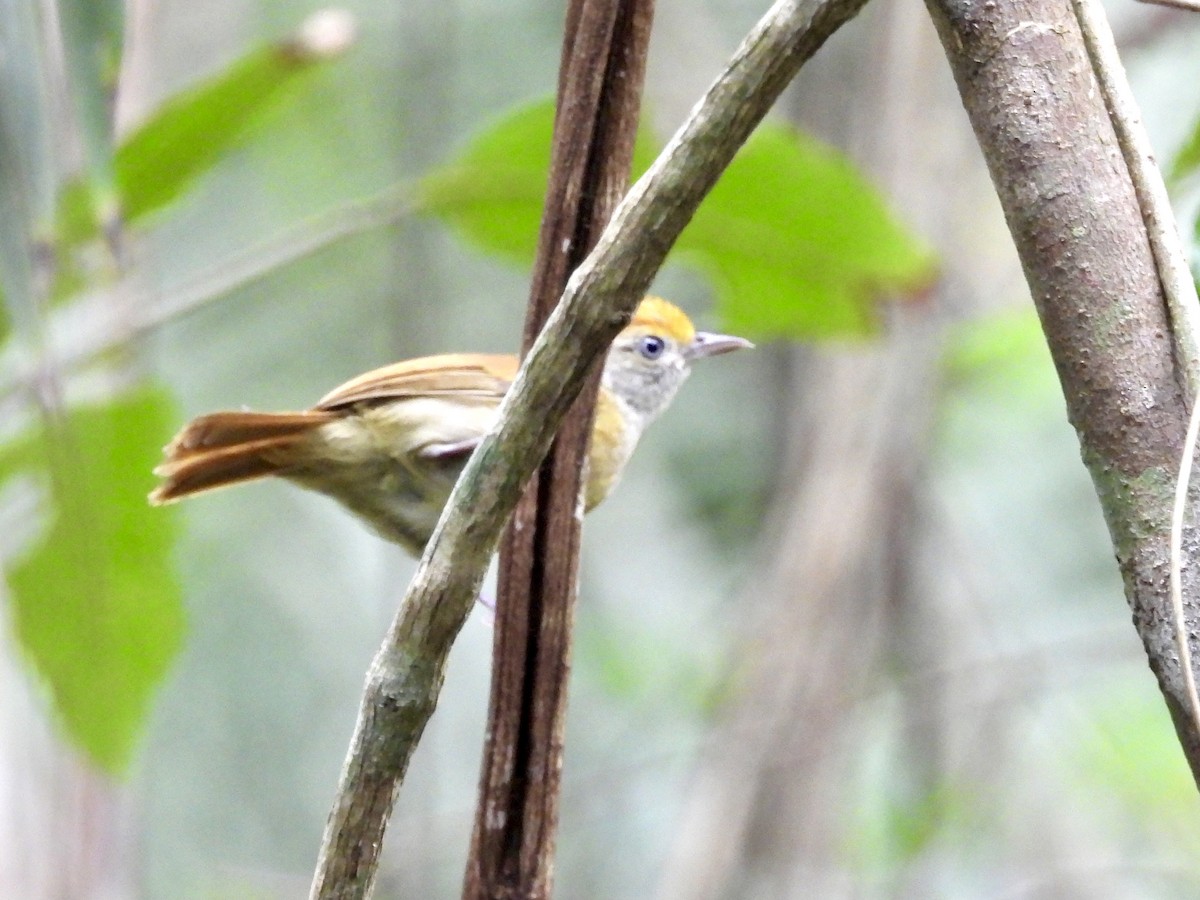 Tawny-crowned Greenlet - ML347959001