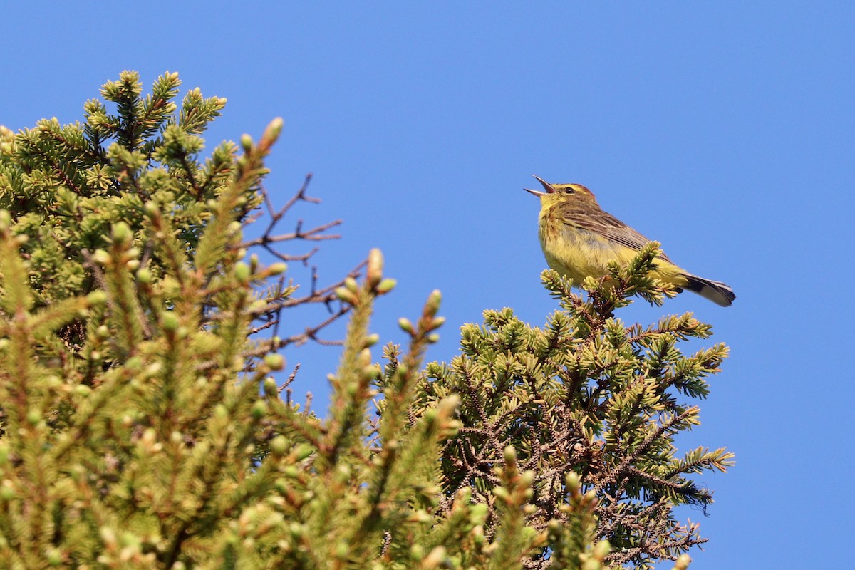 Palm Warbler (Yellow) - ML347959441