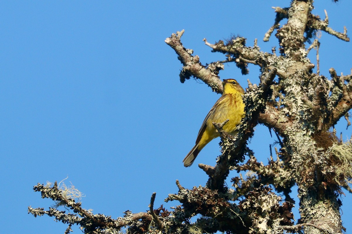 Palm Warbler (Yellow) - ML347959451