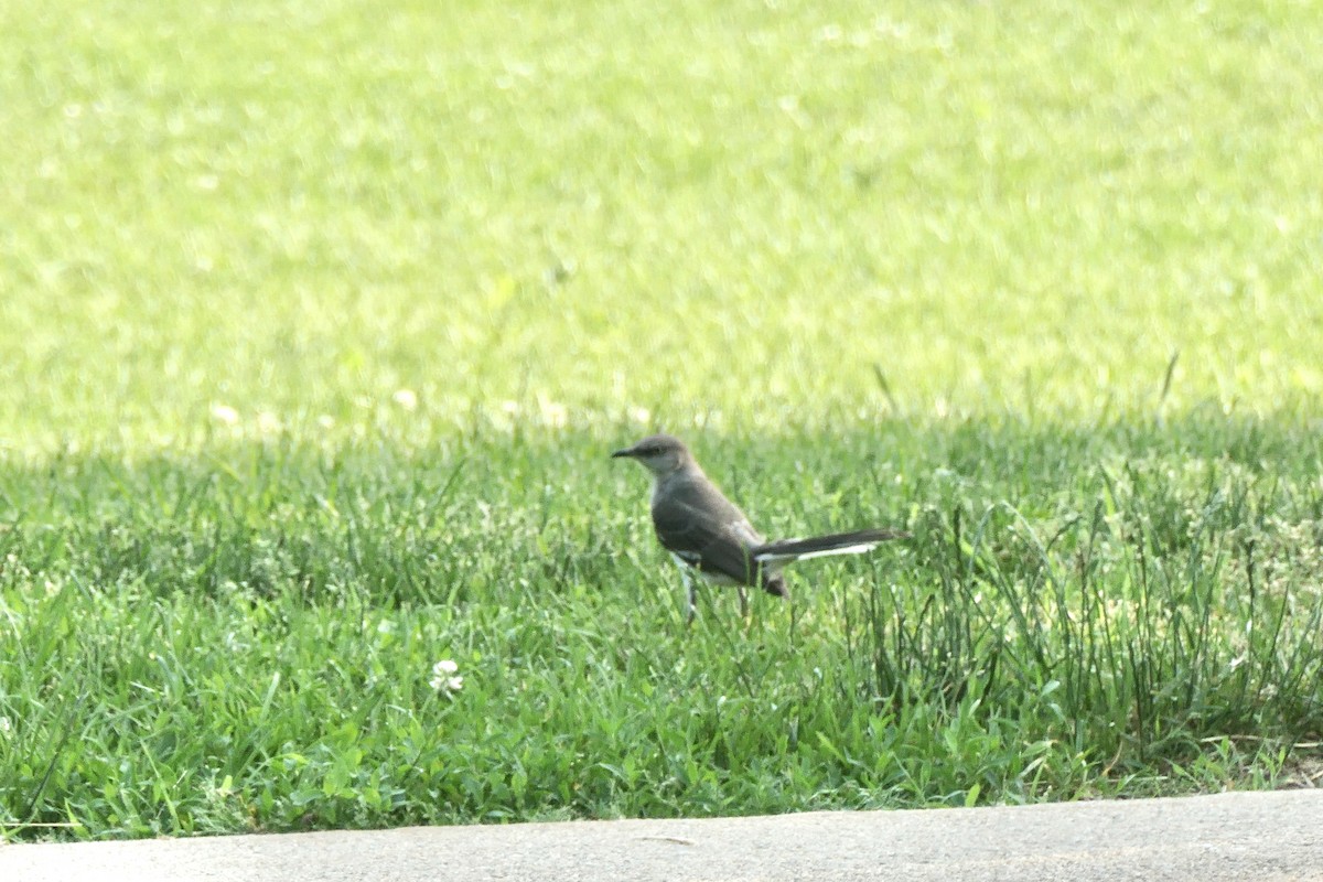 Northern Mockingbird - ML347959551