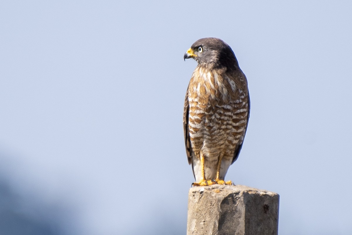 Roadside Hawk - ML347959831