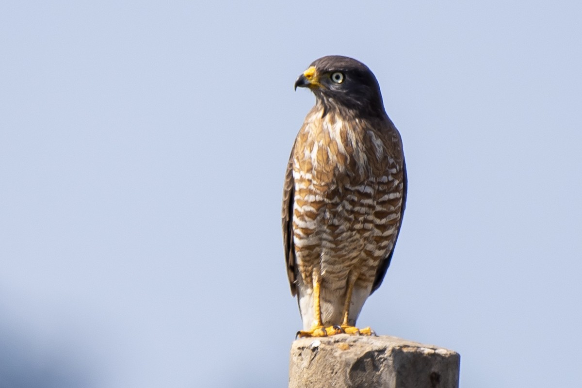 Roadside Hawk - ML347959841