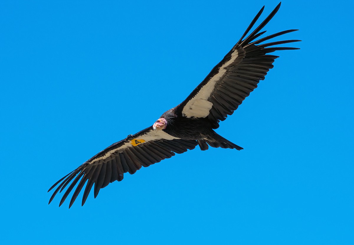 California Condor - ML347960151