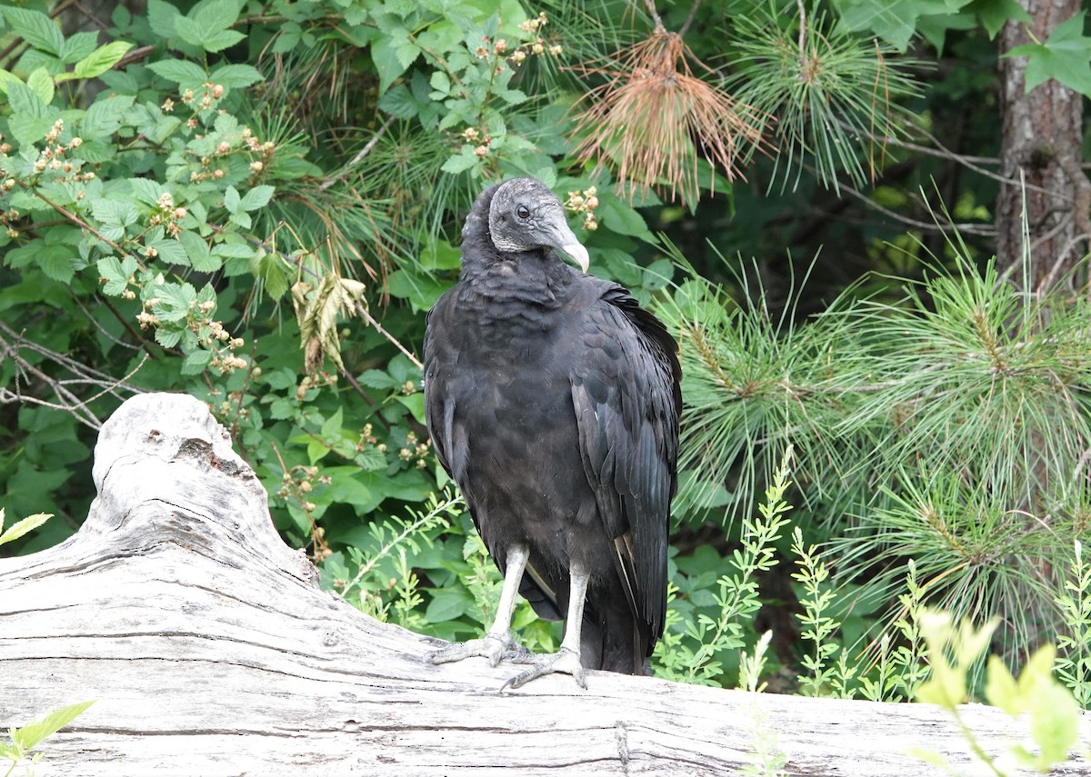 Black Vulture - ML347960791