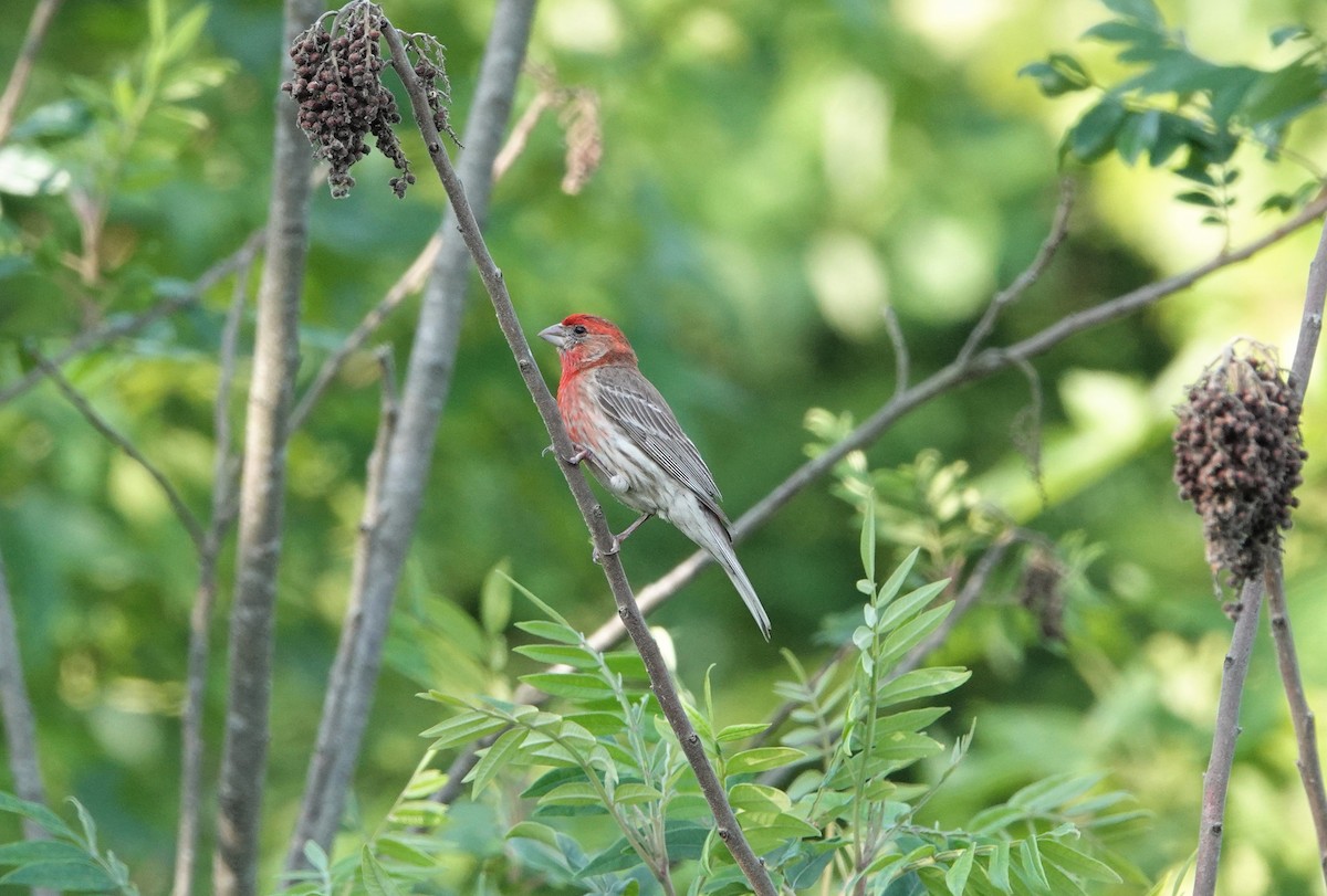 House Finch - ML347961041