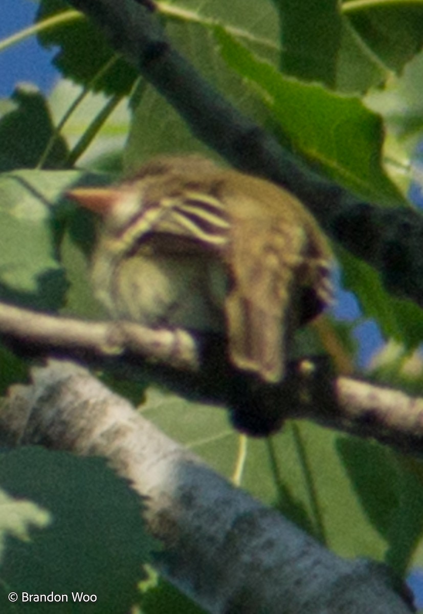 Willow Flycatcher - Brandon Woo