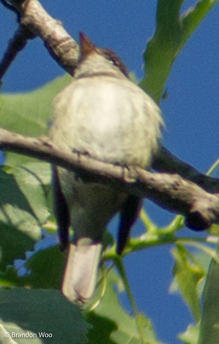 Willow Flycatcher - ML347962471