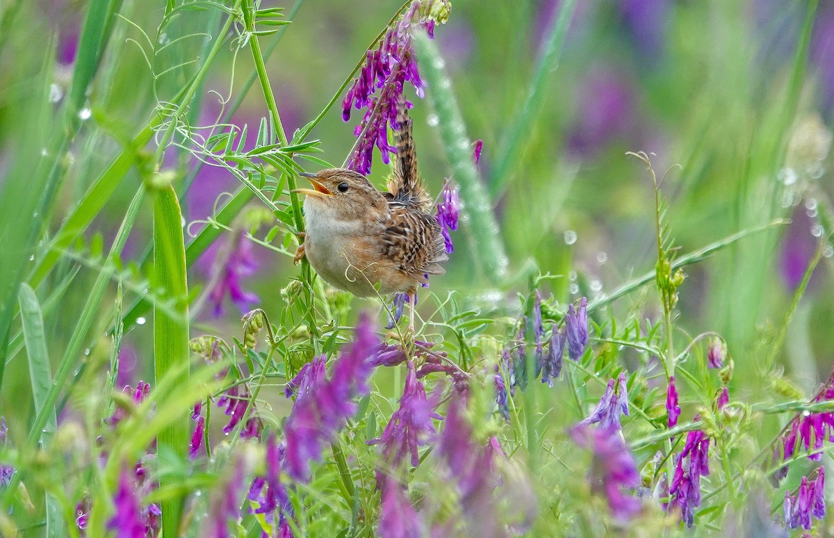 Sedge Wren - Gale VerHague
