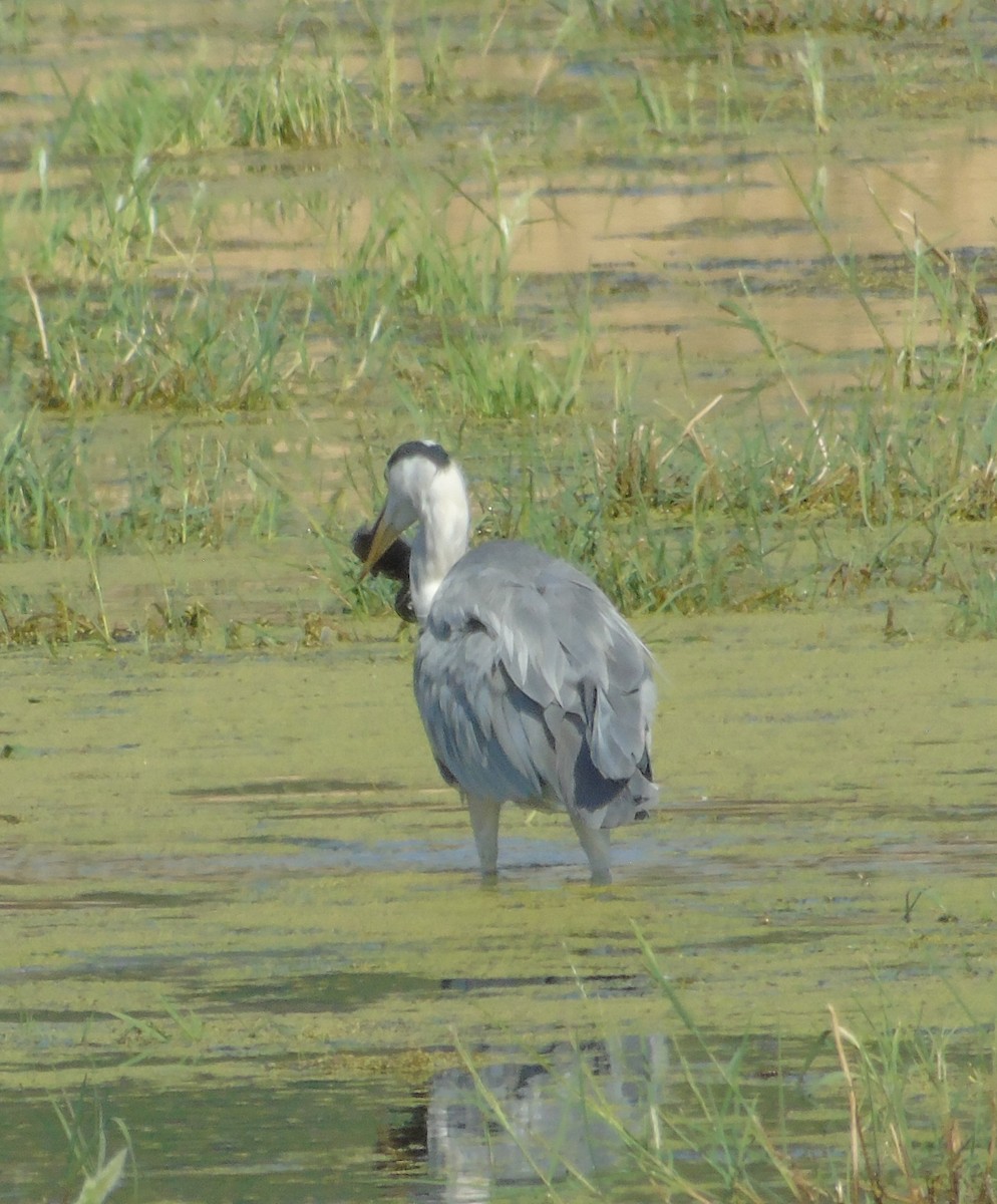 Gray Heron - ML347964031