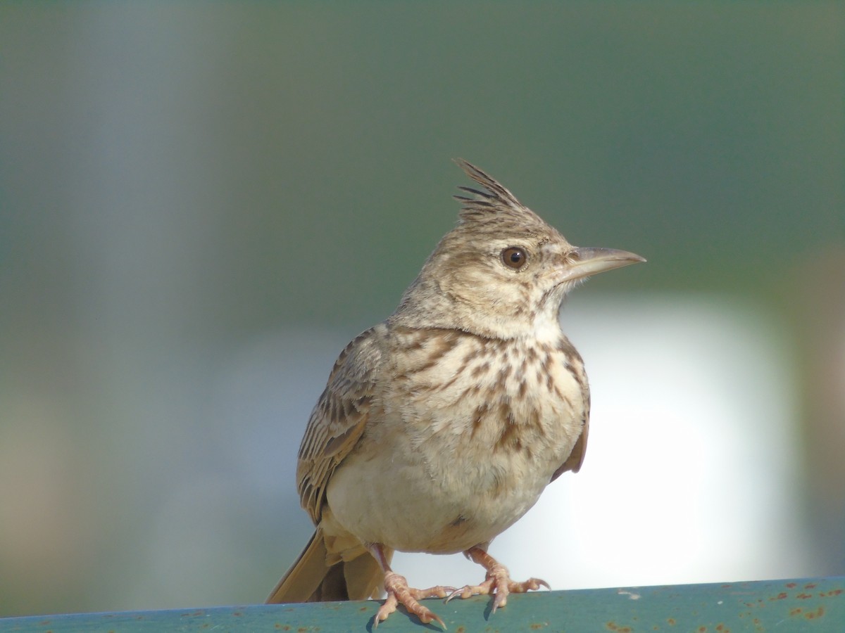 Crested Lark - ML347964701