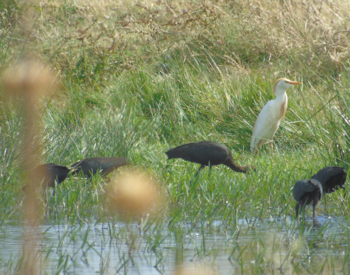 Glossy Ibis - ML347964751