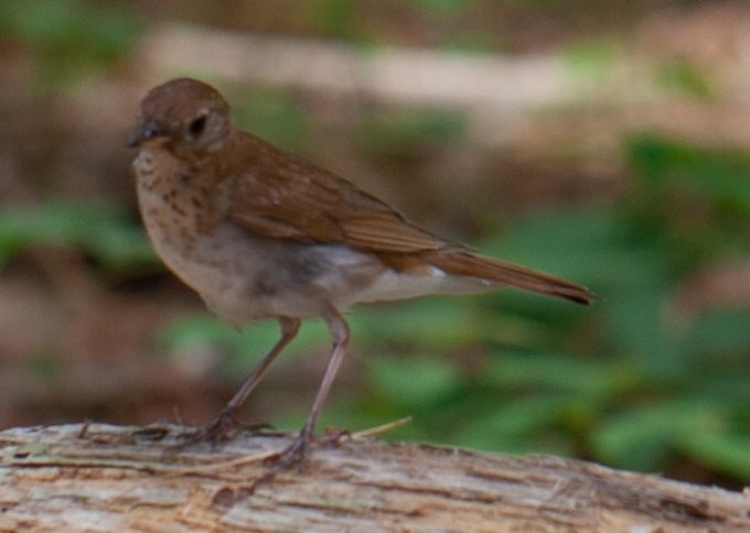 Veery - ML347964851