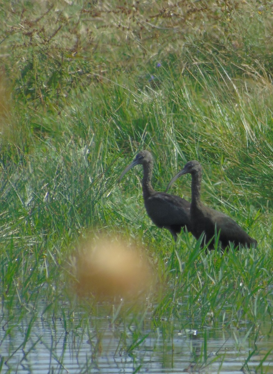 Glossy Ibis - ML347964861